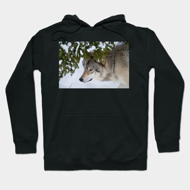 Timber Wolf Hoodie by jaydee1400